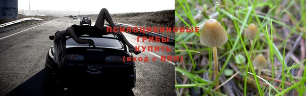 ГАЛЛЮЦИНОГЕННЫЕ ГРИБЫ Аркадак